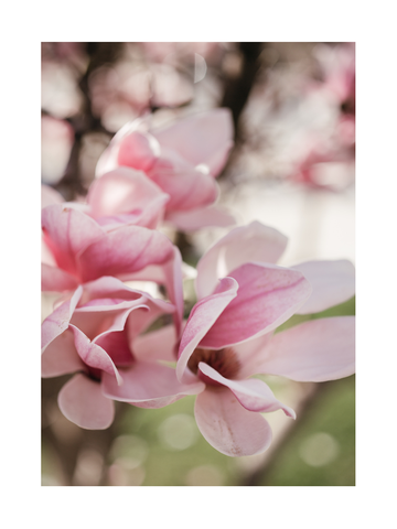 Fotografie von rosa Magnolienblüten mit unscharfem Hintergrund.