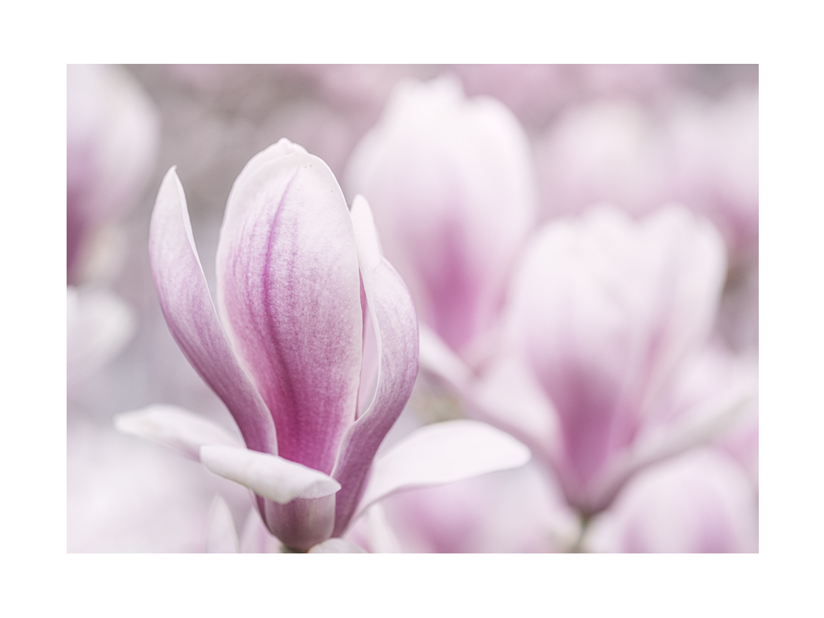 Fotografie einer rosa Magnolienblüte mit verschwommenem Hintergrund.