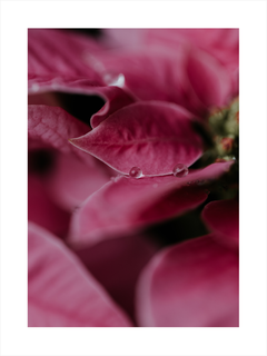 Nahaufnahme eines rosa Weihnachtssterns mit Wassertropfen auf den Blättern.