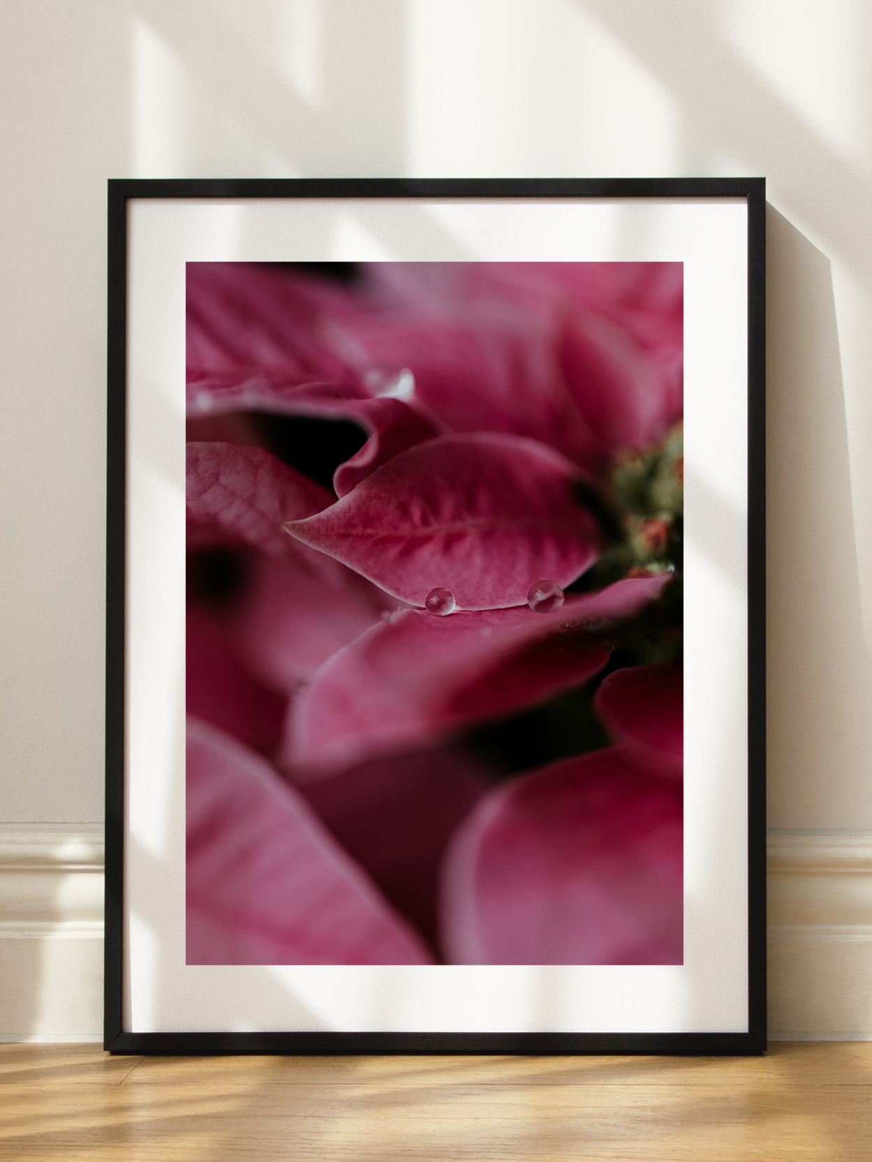 Pink Poinsettia Poster