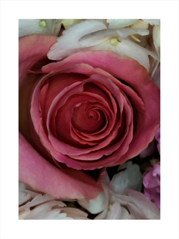 Fotografie einer rosa Rose, umgeben von weißen Blüten.