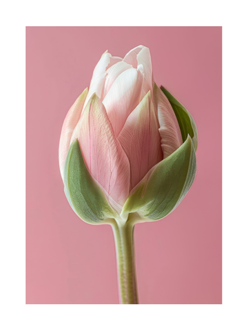 Fotografie einer rosa Tulpenknospe mit grünem Stängel vor einem rosa Hintergrund.