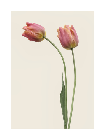 Zwei rosa Tulpen mit Wassertropfen vor einem hellbeigen Hintergrund.