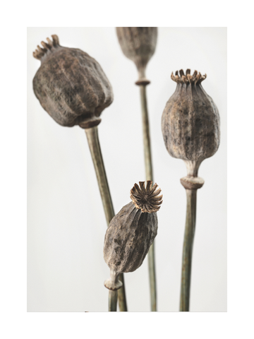 Fotografie von getrockneten Mohnkapseln vor einem beigen Hintergrund.