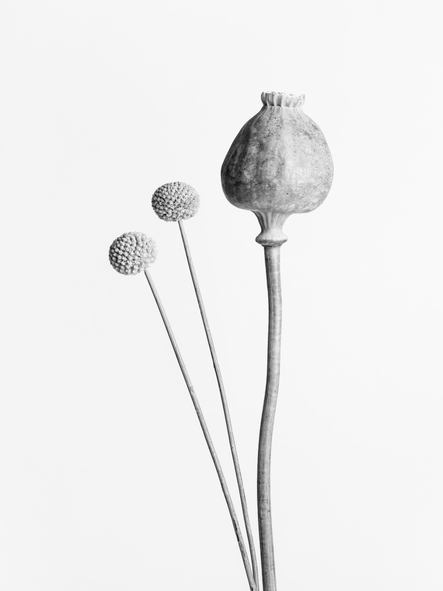 Schwarz-weiß-Fotografie von getrocknetem Mohn und Craspedia vor grauem Hintergrund.