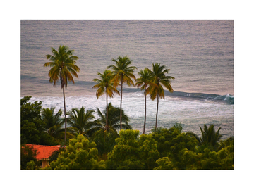 Fotografie von Palmen am Strand mit sanften Meereswellen im Hintergrund.