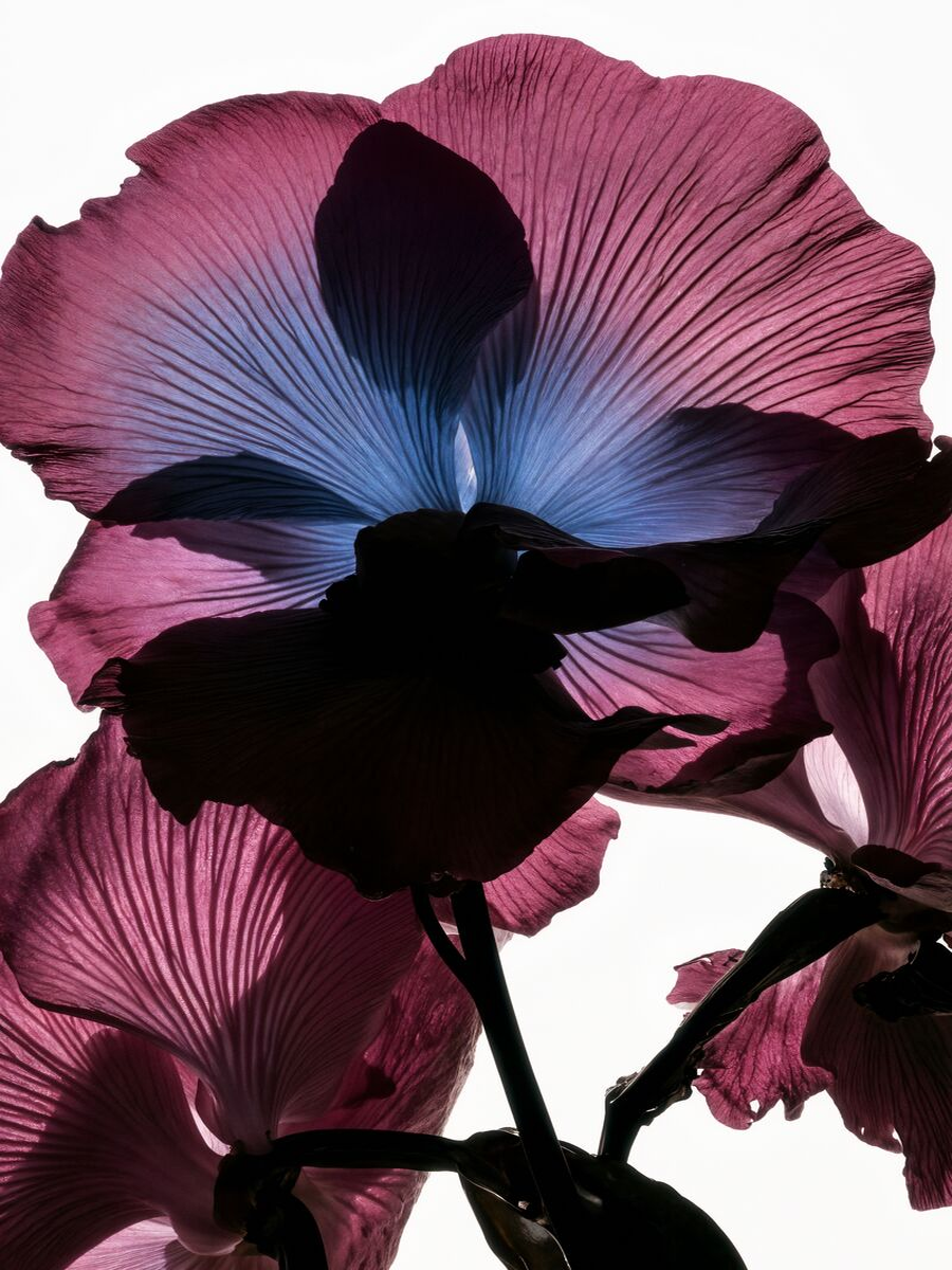 Purple Flower Poster