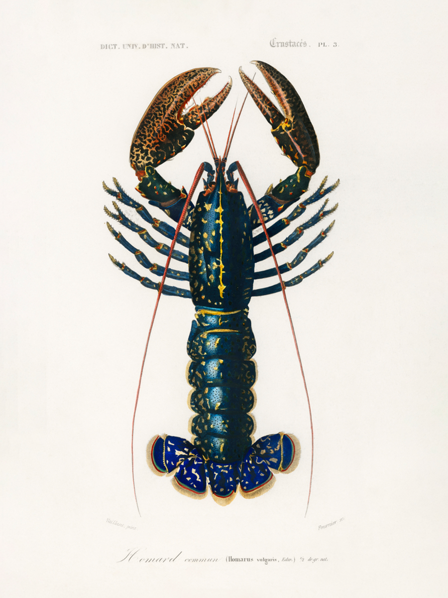 Illustration eines blauen und schwarzen Hummers auf hellem Hintergrund.
