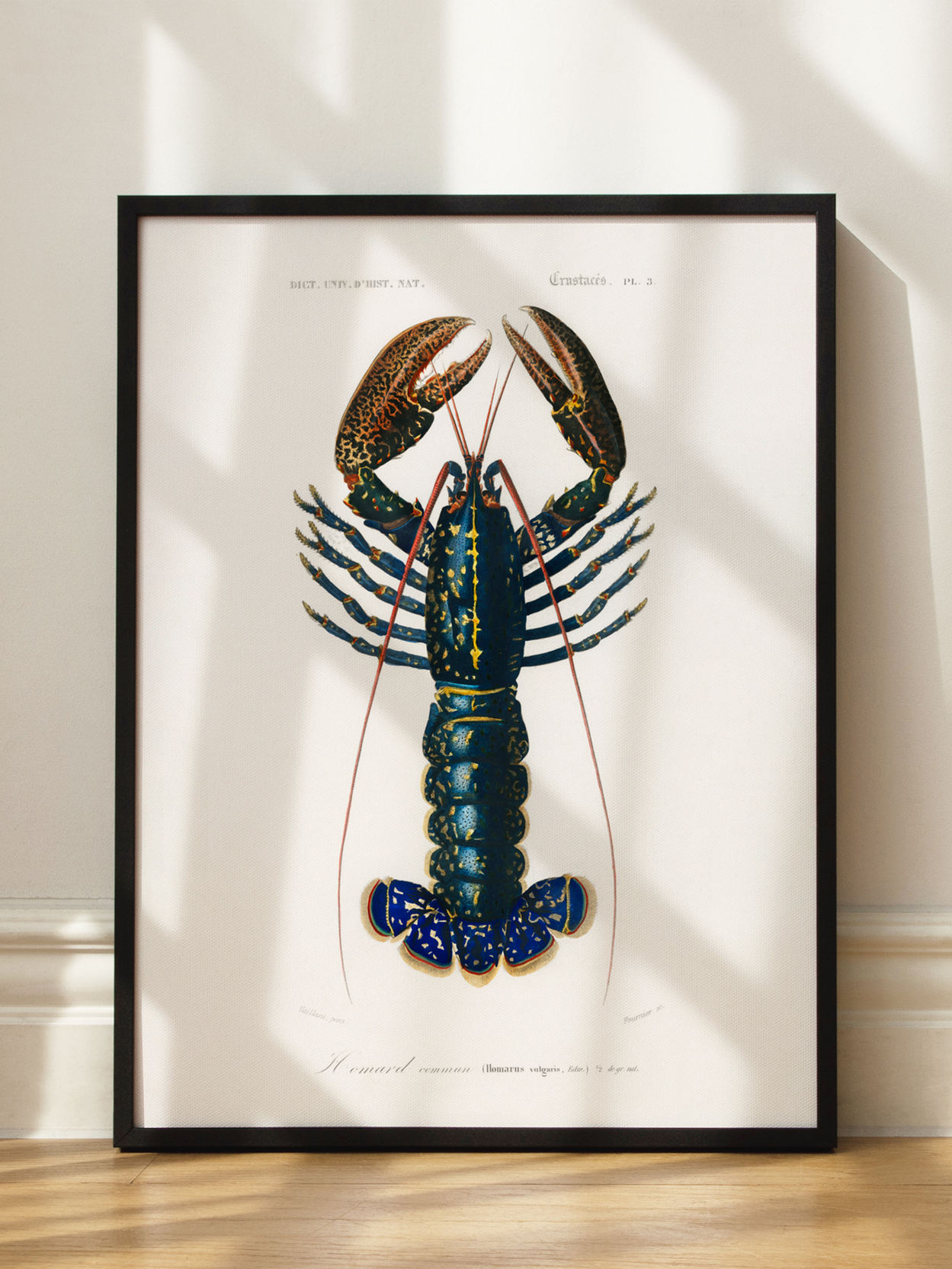 Rare Lobster