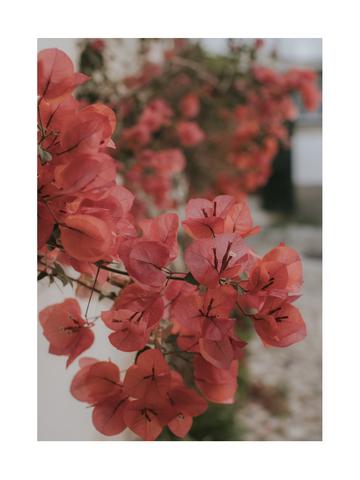 Fotografie von roten Bougainvillea-Blumen vor einem weißen Gebäude.