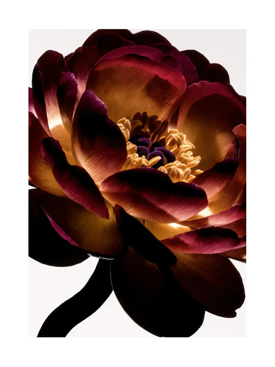 Nahaufnahme einer roten Pfingstrose mit gelben Akzenten vor einem hellen Hintergrund.