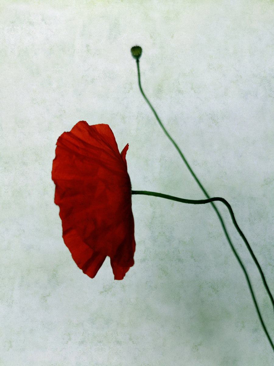 Red Poppy No1 Poster