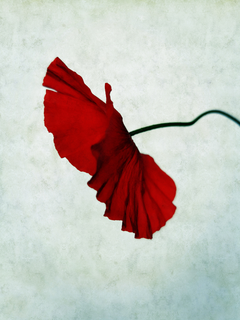 Rote Mohnblume auf hellem Hintergrund.