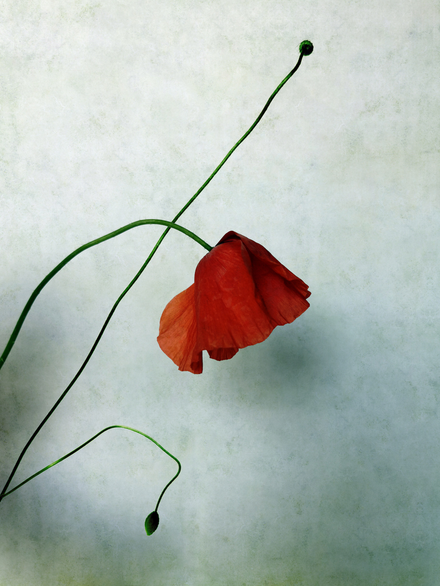 Red Poppy No3 Poster