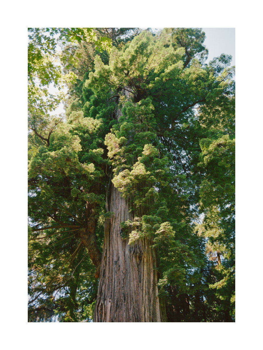 Fotografie eines großen Redwood-Baumes im Sonnenlicht.