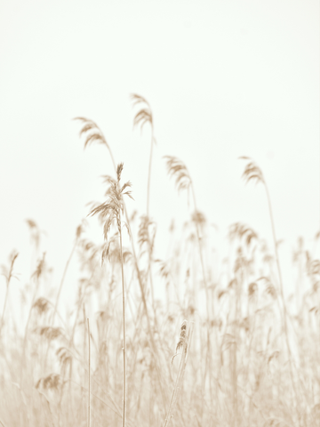 Fotografie von Schilfrohr vor einem hellen Hintergrund.