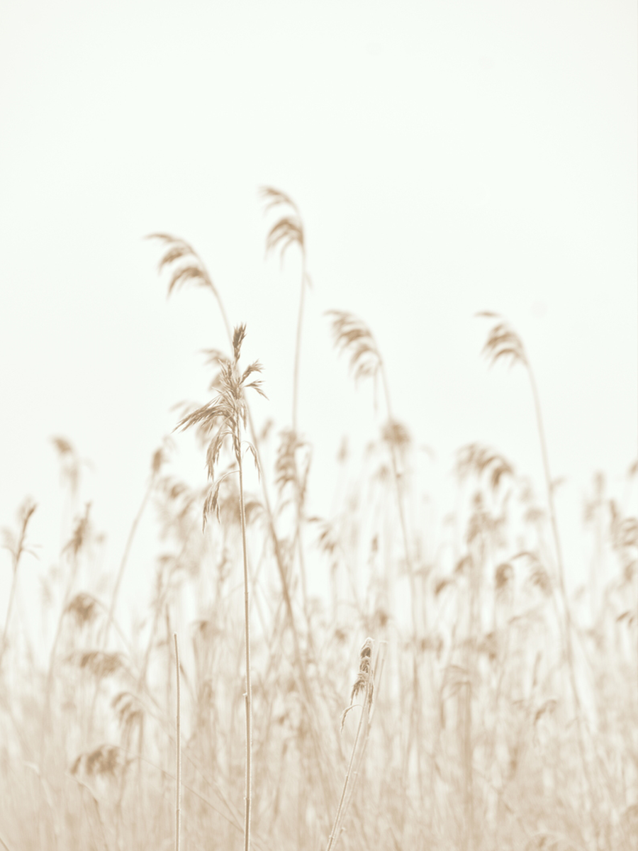 Fotografie von Schilfrohr vor einem hellen Hintergrund.