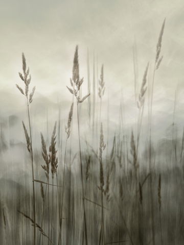 Fotografie von Schilfgras in einem nebligen See.