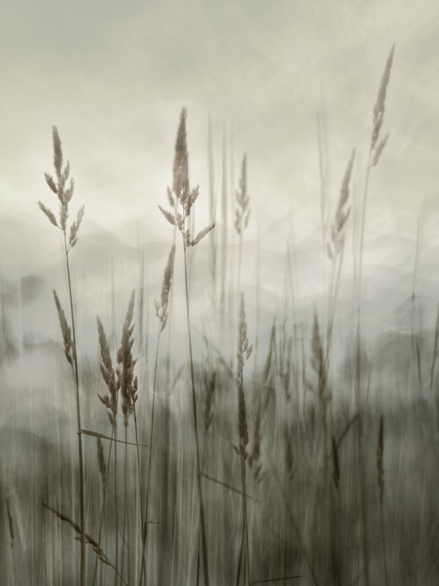 Fotografie von Schilfgras in einem nebligen See.