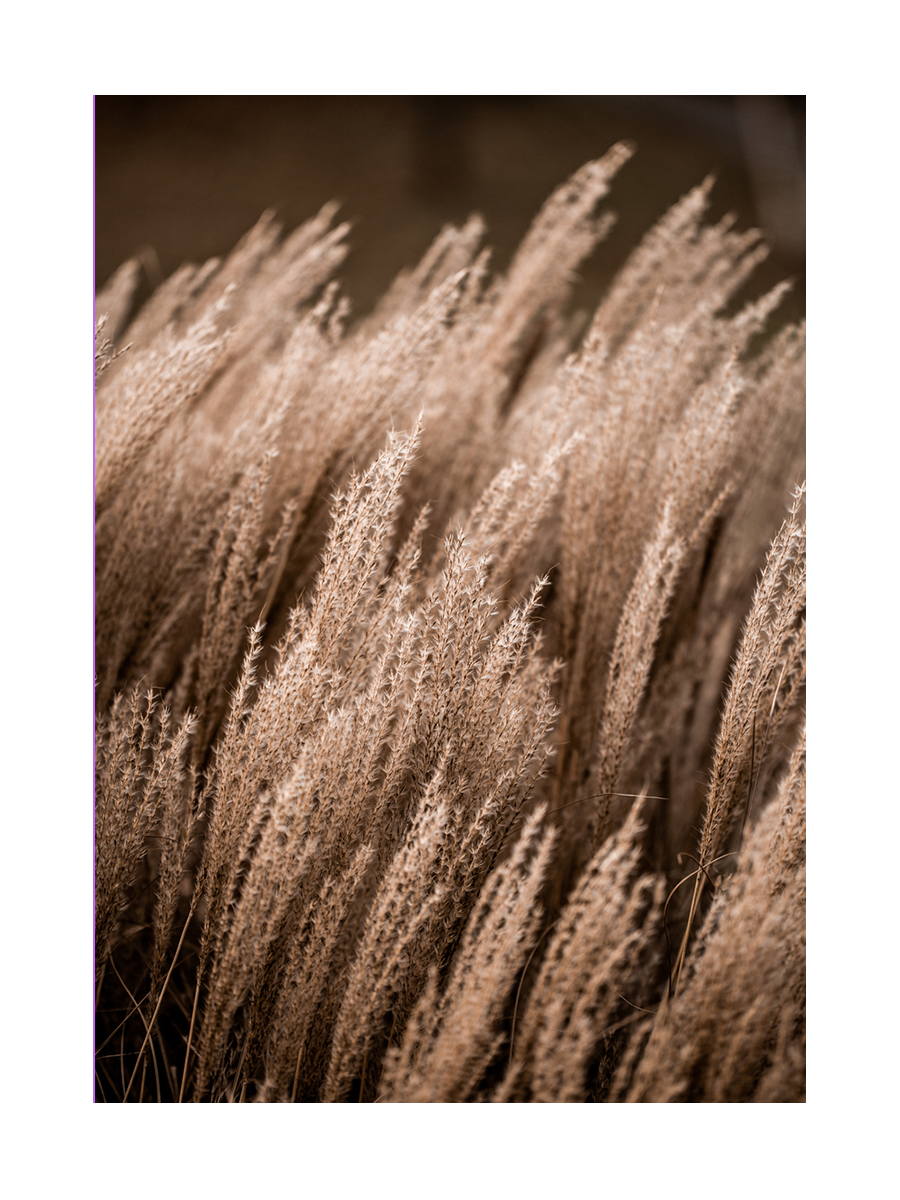 Fotografie von beigem Schilf im Wind mit braunem Hintergrund.