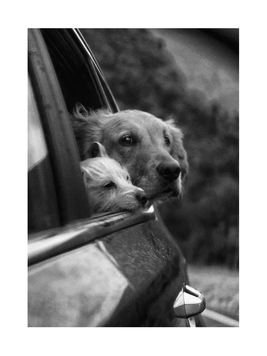 Schwarz-Weiß-Fotografie von zwei Hunden, die aus einem Autofenster schauen.