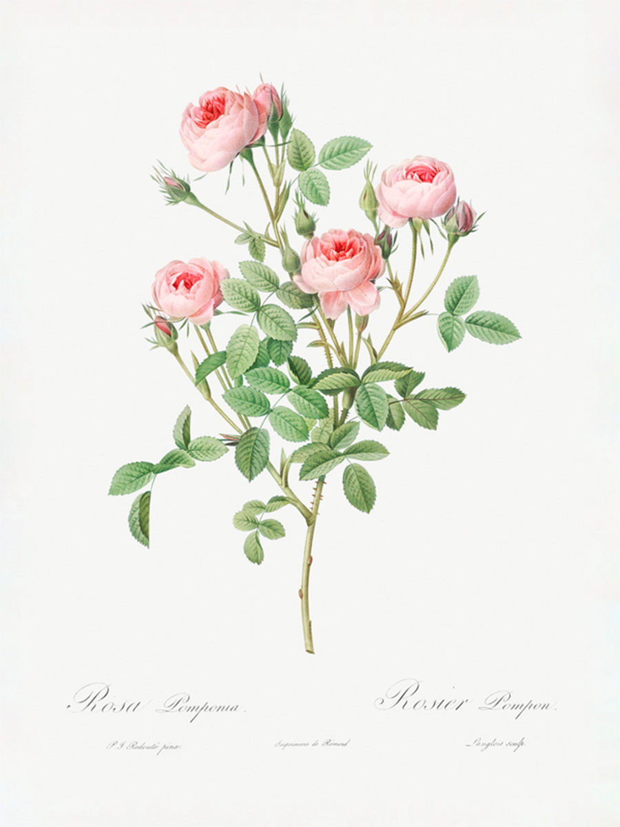 Botanische Illustration von rosa Rosen mit grünen Blättern.