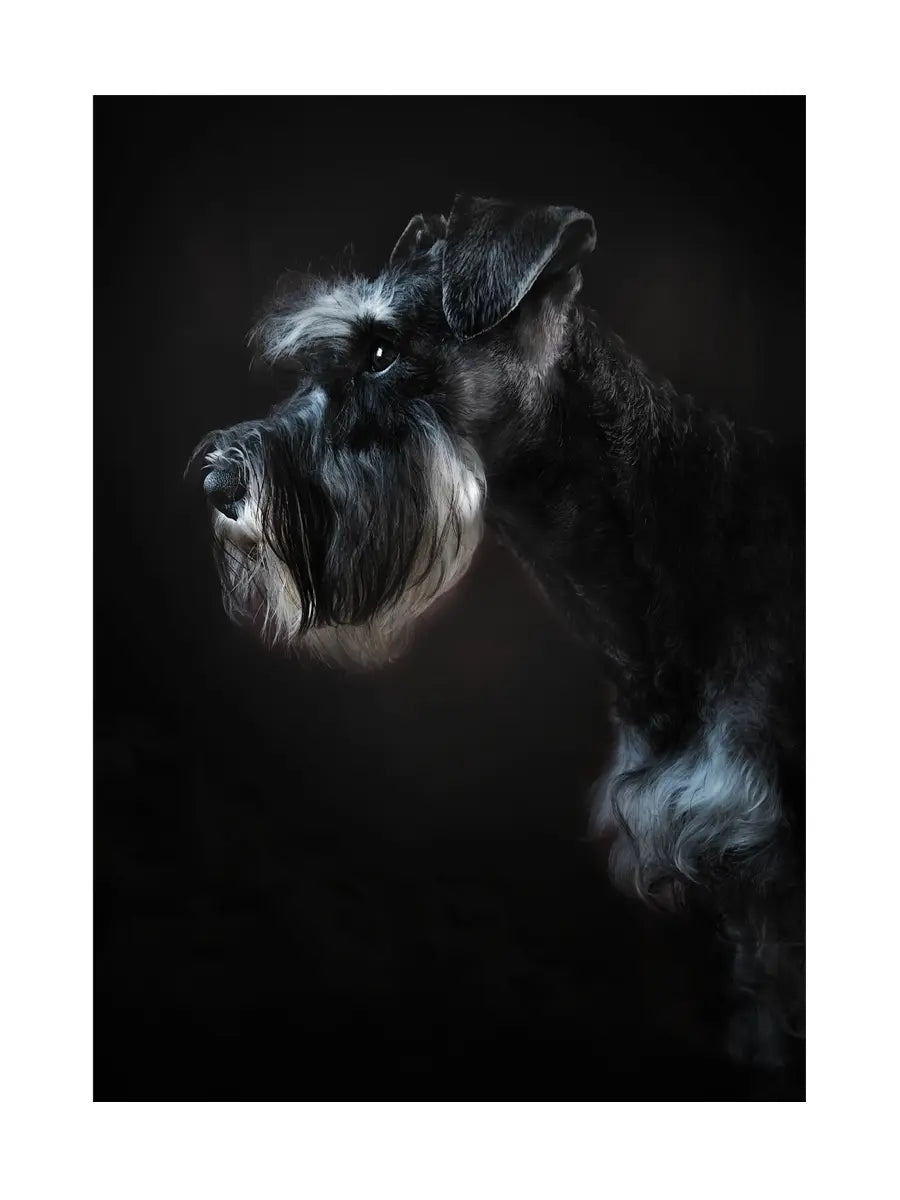 Schnauzer Poster
