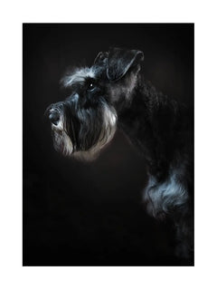 Porträt eines Schnauzers vor einem dunklen Hintergrund.