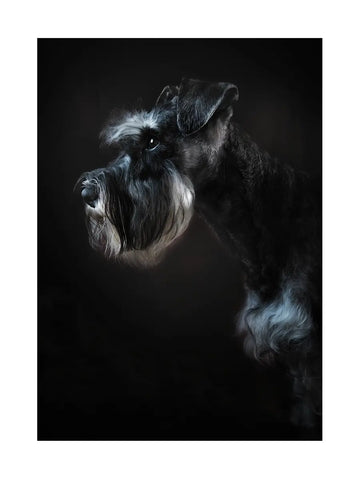 Porträt eines Schnauzers vor einem dunklen Hintergrund.