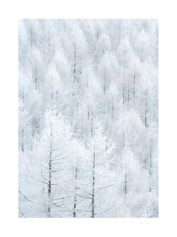Fotografie eines verschneiten Waldes mit schneebedeckten Bäumen.