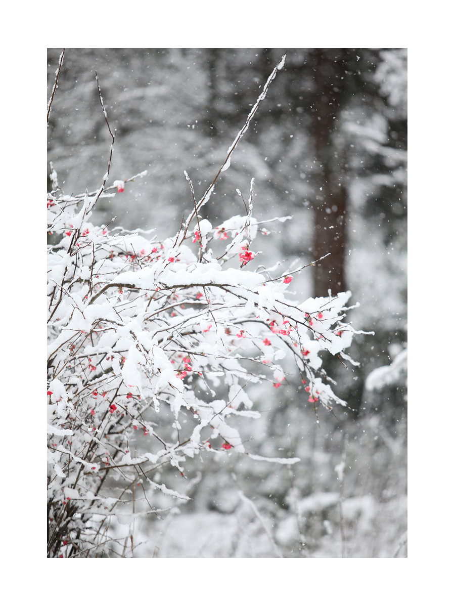 Rote Beeren auf einem schneebedeckten Ast vor einem verschneiten Wald.