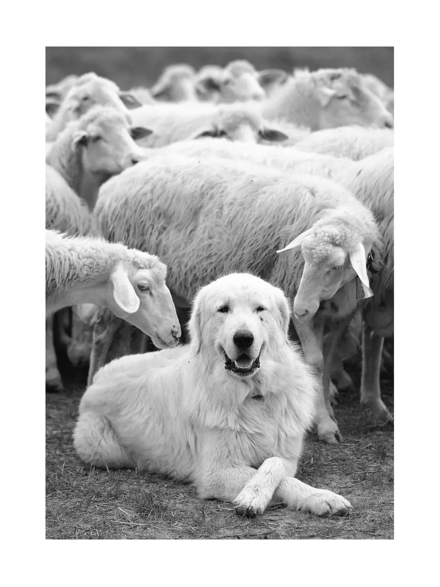 Schwarz-weiß-Fotografie eines Hundes, der von Schafen umgeben ist.