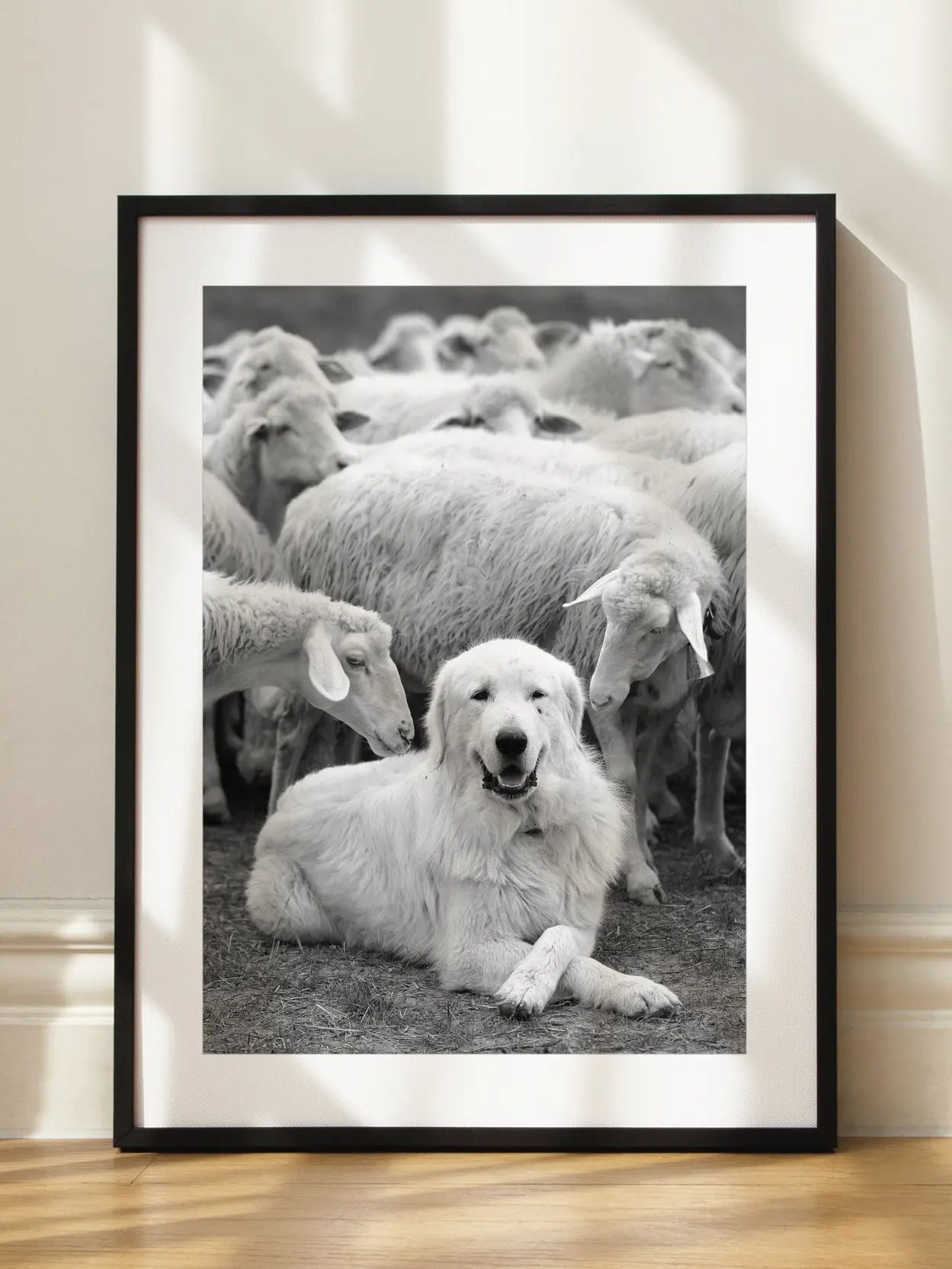 Sheep Dog Poster