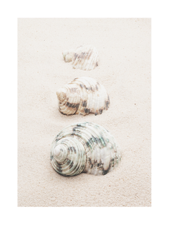 Fotografie von Muscheln im Sand.