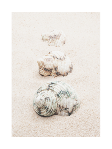 Fotografie von Muscheln im Sand.