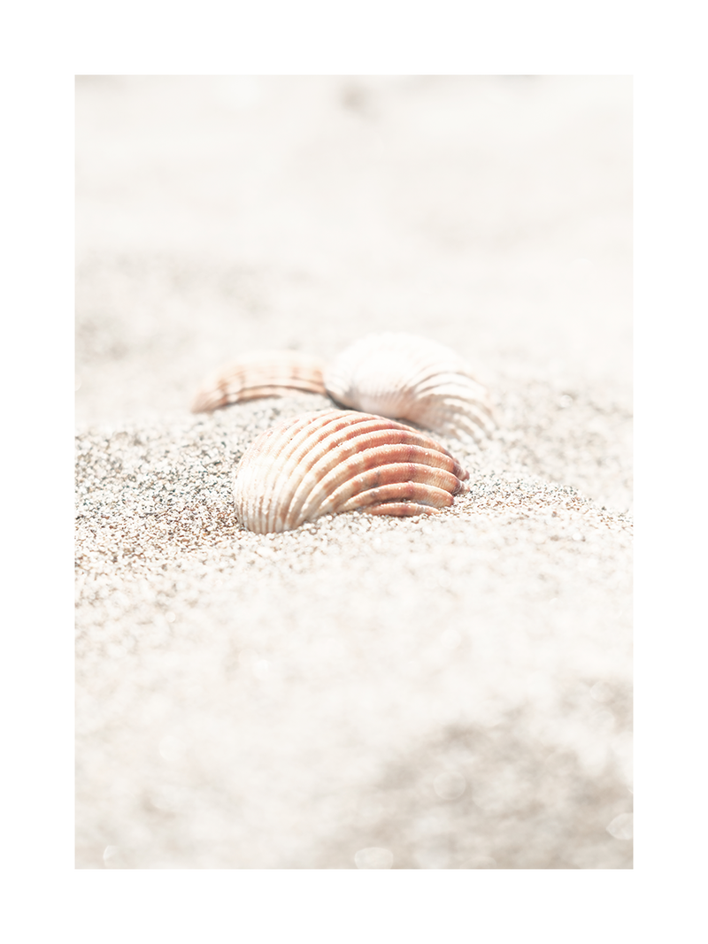 Fotografie von zwei Muscheln im Sand.