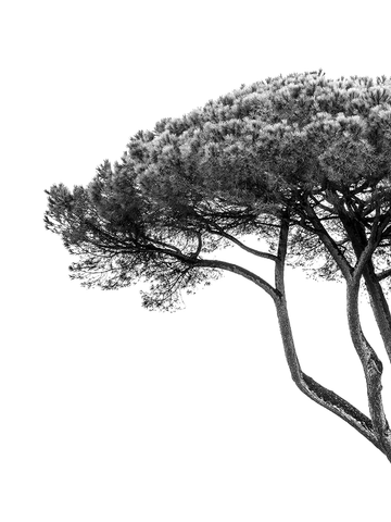 Schwarzweiß-Fotografie einer Pinie mit breiter Krone vor weißem Hintergrund.