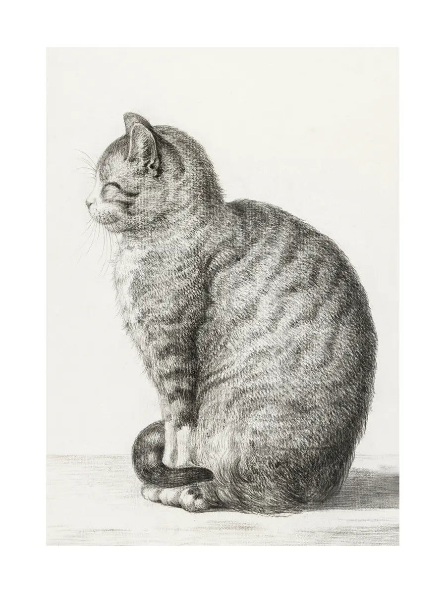 Illustration einer sitzenden Katze in schwarz-weiß.