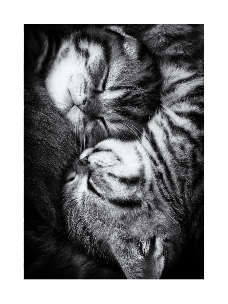 Schwarzweiß-Fotografie von zwei schlafenden gestreiften Kätzchen.