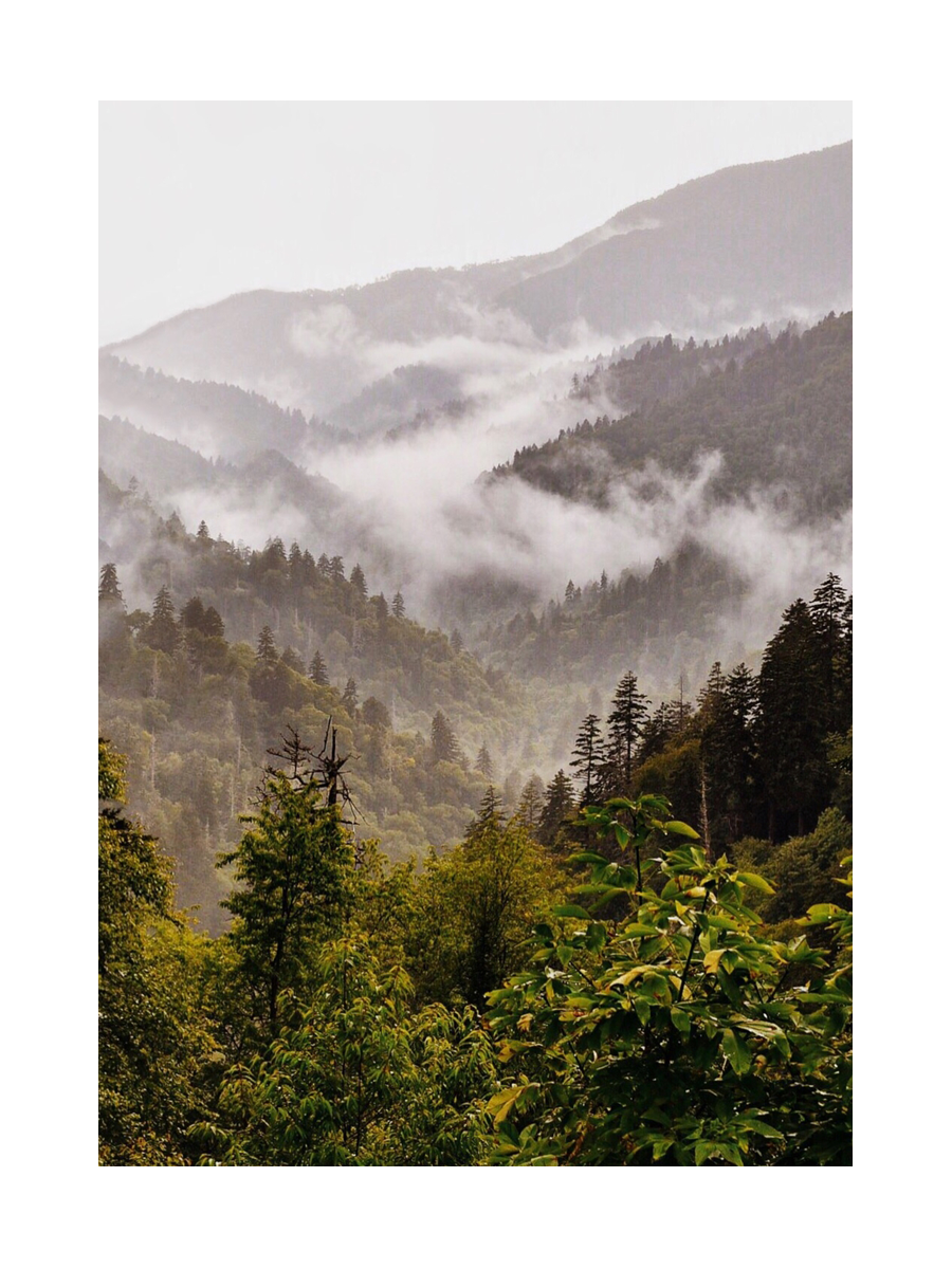 Fotografie von Nebel über einem grünen Wald mit Bergen im Hintergrund.