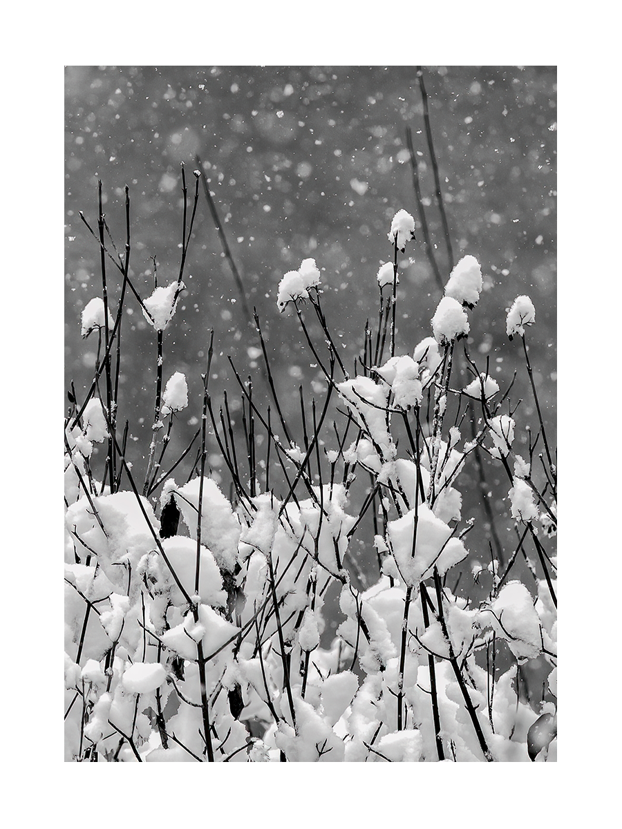 Schwarz-weiß-Fotografie von Ästen mit Schnee bedeckt, während Schneeflocken fallen.