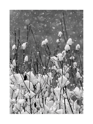 Schwarz-weiß-Fotografie von Ästen mit Schnee bedeckt, während Schneeflocken fallen.