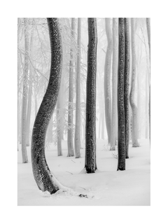Schwarz-weiß-Fotografie eines verschneiten Waldes mit schlanken Bäumen.