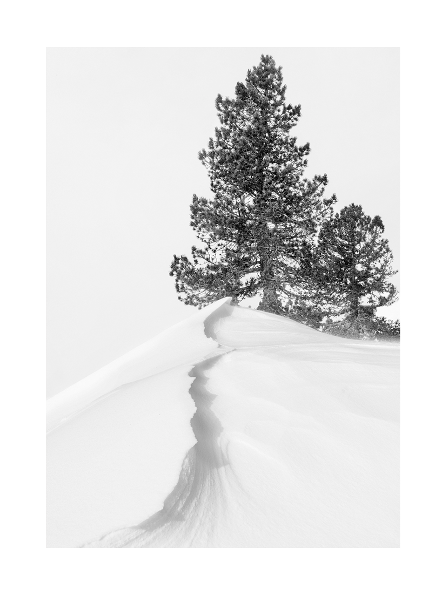 Schwarz-weiß-Fotografie von zwei Bäumen auf einem schneebedeckten Hügel.