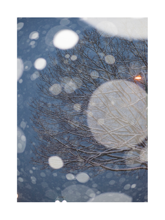 Fotografie eines schneebedeckten Baumes mit großen Schneeflocken im Vordergrund.