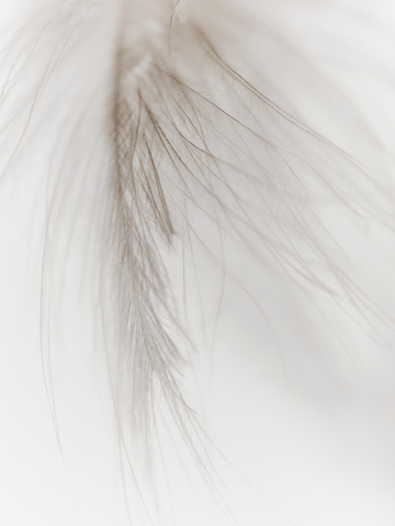 Fotografie einer beigen Feder auf hellem Hintergrund.
