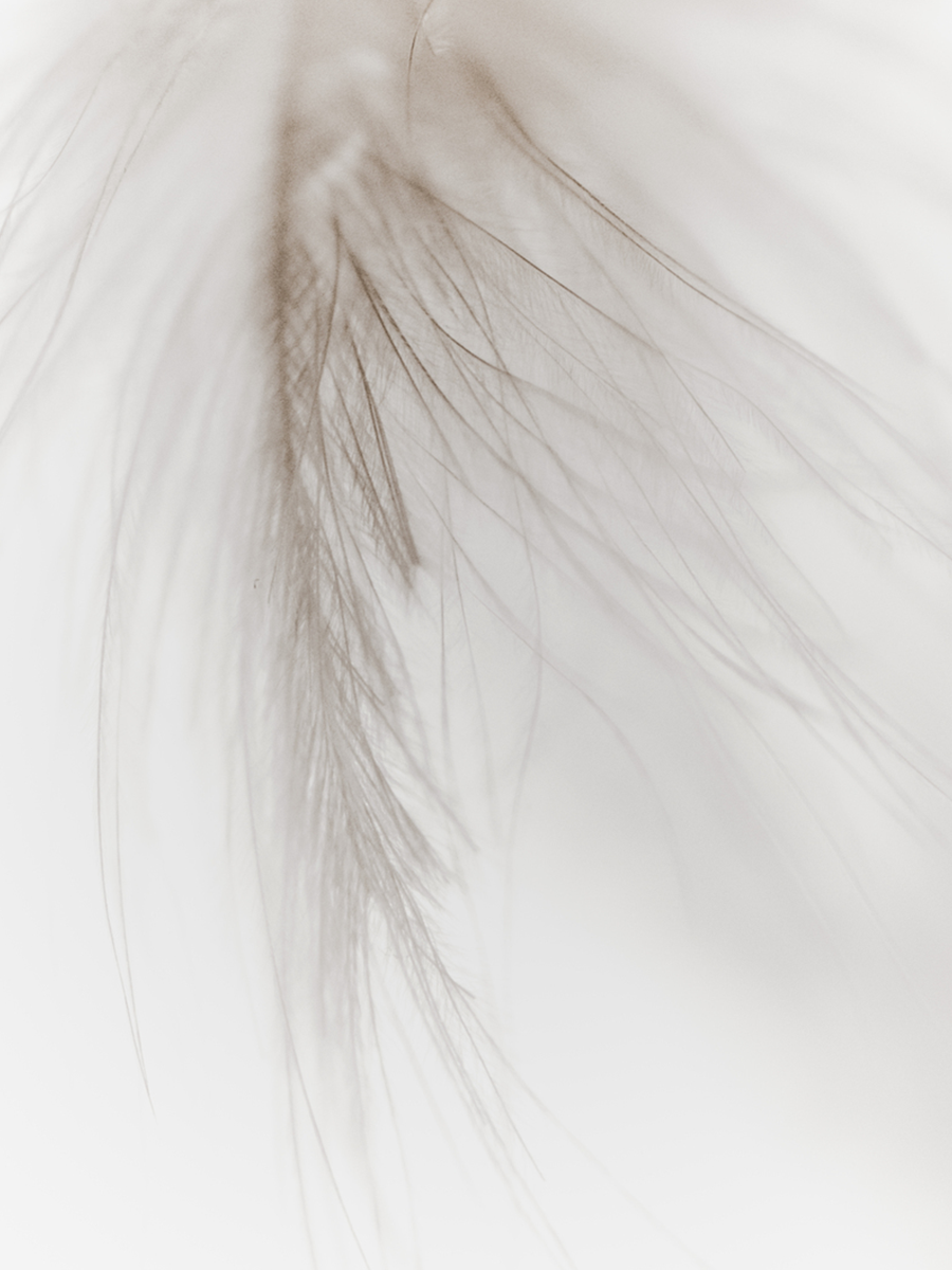 Fotografie einer beigen Feder auf hellem Hintergrund.