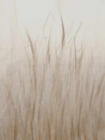Fotografie von sanften Grashalmen in nebligem Licht.