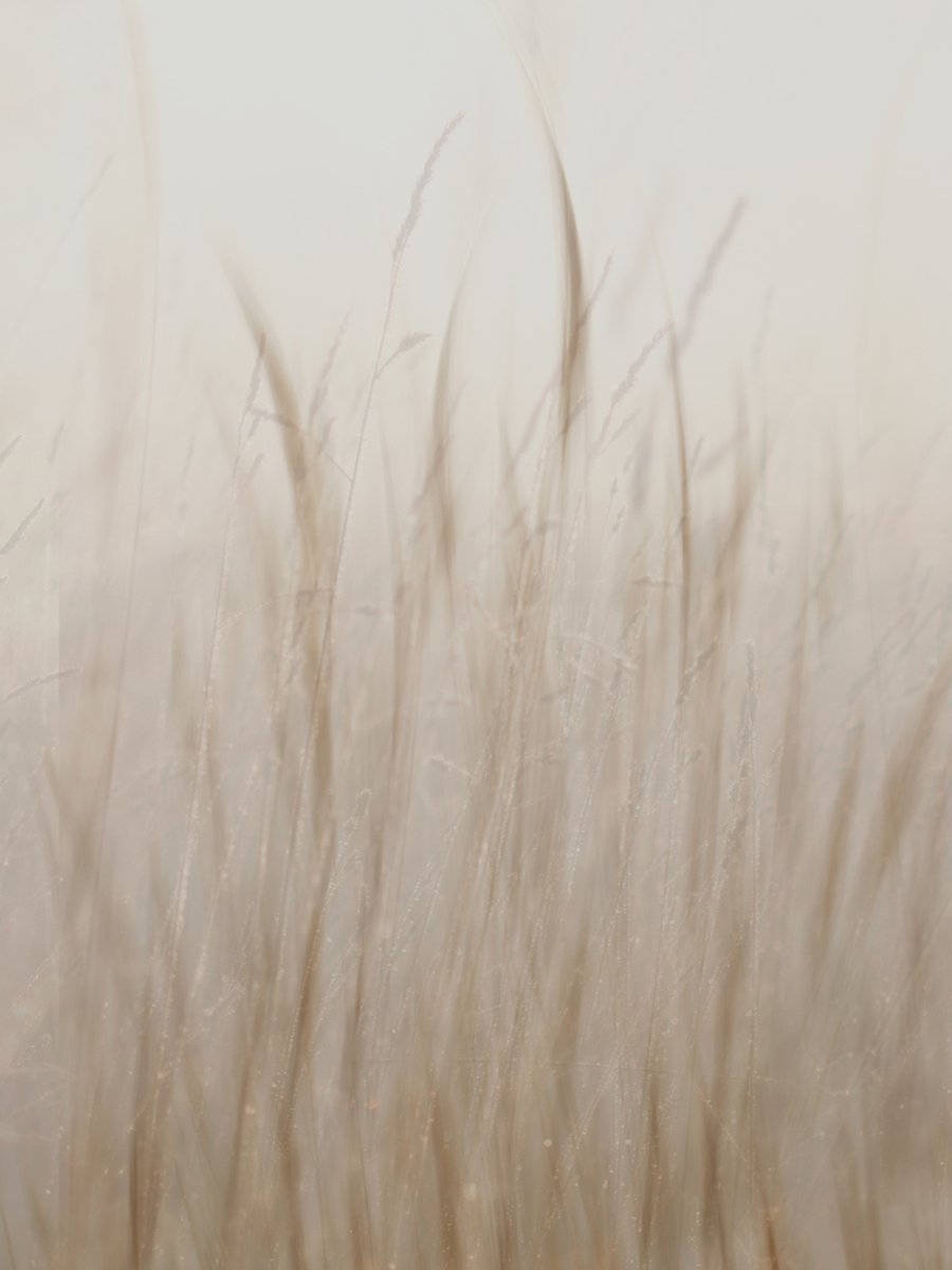 Fotografie von sanften Grashalmen in nebligem Licht.
