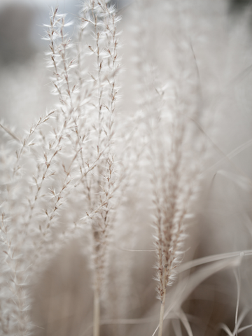 Fotografie von beigem Pampasgras mit verschwommenem Hintergrund.